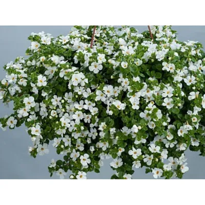 Bacopa - advice on growing and caring for it, from planting to watering