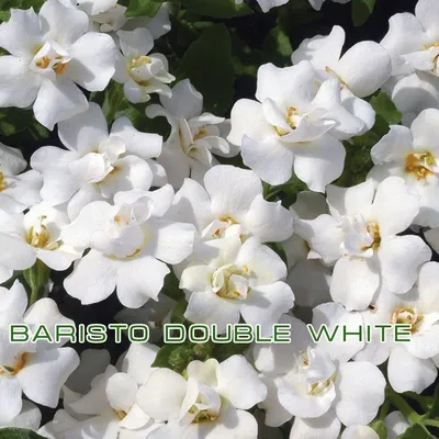 Bacopa Snowtopia Seeds - White Bacopa Flower Seeds