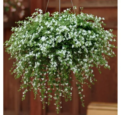Bacopa Scopia Single Gulliver White | J Parker Dutch Bulbs