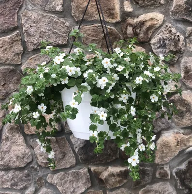 Бакопа Baristo Double White кашпо - Бакопа - GardenPlants