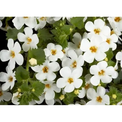 Bacopa (White) Hanging Basket – Outdoor Showplace