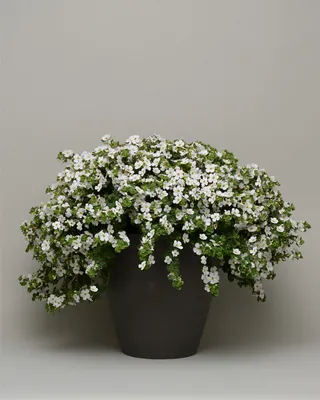 BACOPA DOUBLE WHITE | MG Webber West Country Grown Ltd.