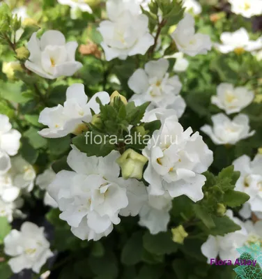Бакопа \"Arusha White\" (Декоративное кашпо 5,0л.)-Купить в Санкт-Петербурге:  фото и описание, отзывы, цена