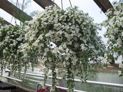 Bacopa 'MegaCopa™ White'