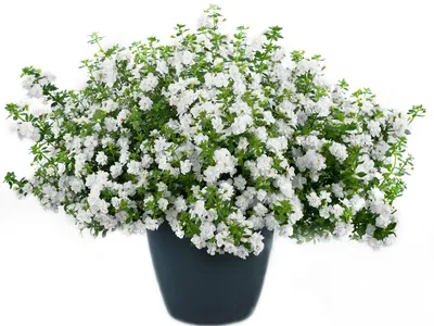 1005 Бакопа GULLIVER DYNAMIC WHITE (Осень 23) - купить в Москве в  интернет-магазине