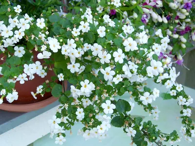 Бакопа (Bacopa) в кашпо — Рассада цветов и овощей.