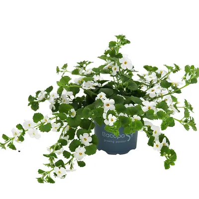 Бакопа Bacopa Double Snowball White | Flora Altay