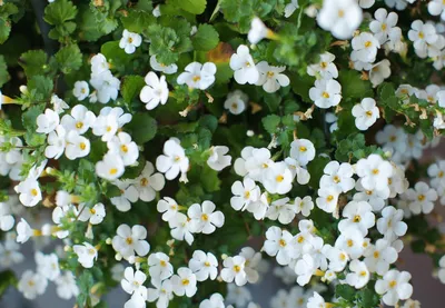 BACOPA NANO WHITE Stock Photo - Alamy