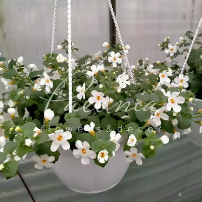 How to Plant and Grow Bacopa