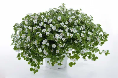 Bacopa Bahia - White - Bygrowers®