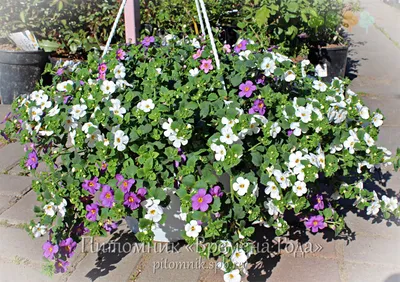 Bacopa (Sutera cordata) Compact White - Schneider BV - Schneider, Young  plant and Seed professionals!