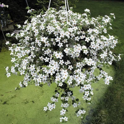 Бакопа махровая - BACOPA 'Double Snowball White' - Рассада цветов продажа в  СПб