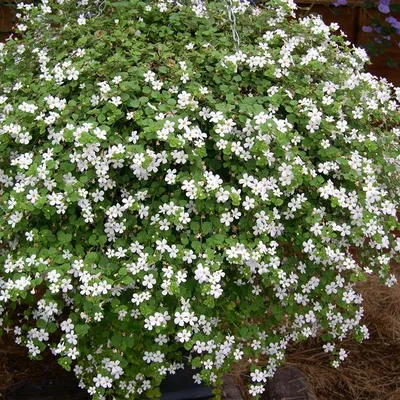 Bacopa MegaCopa TM White