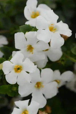This is an ideal gift for family - cheap Roots Plants Bacopa 'Megacopa  White' Jumbo Plug Plants