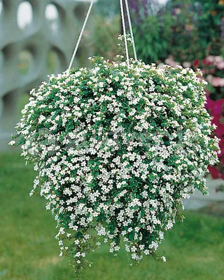 Bacopa 'Snowflake'