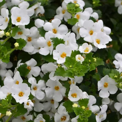 Bacopa monnieri 'Taifun Mega White'℗