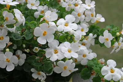 Bacopa Taifun Mega White | Serres Fortier | Flickr