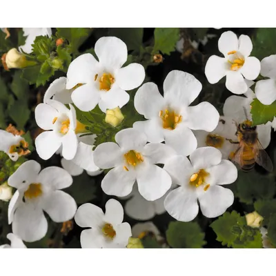 Bacopa 'MegaCopa™ White'