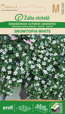 Bacopa Compact Platinum Variant Freshwater Live Aquarium Plants Rare White  Tropi | eBay