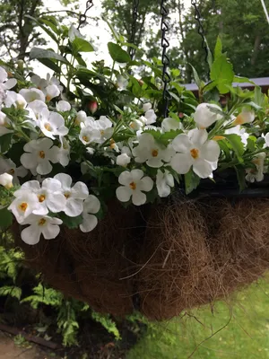 Atlas White - Products - Dümmen Orange