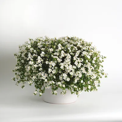 Bacopa White