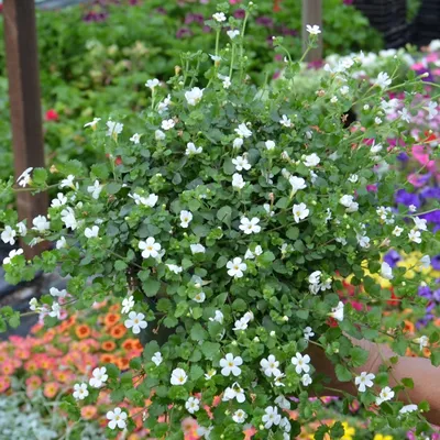 Bacopa | Epic White Improved | Bloomfield Garden Center