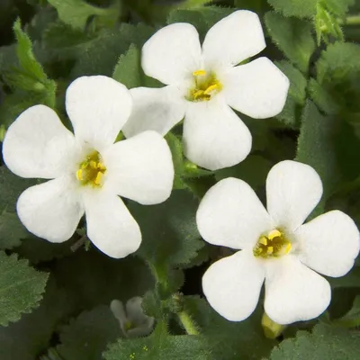 Südajas suutera Bacopa Snowtopia White - Sutera cordata L. - Aednik24