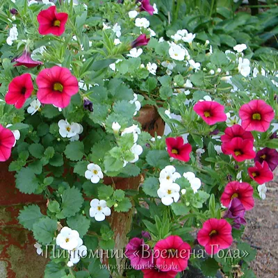 Scopia® Bacopa, Sutera cordata Scopia® Series, Monrovia Plant