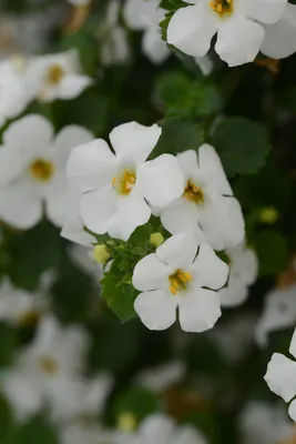 Bacopa - Epic - Malmborgs