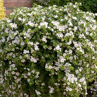 GARDENER'S WORD: BACOPA (SUTERA) GULLIVER DYNAMIC WHITE