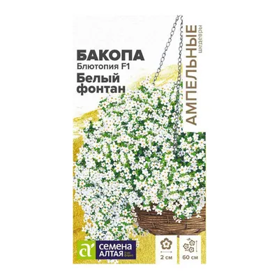 Bacopa monnieri or brahmi white flowers with white background Stock Photo |  Adobe Stock
