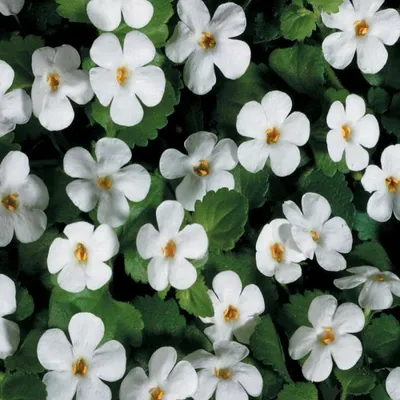 Bacopa Big Falls™ White - Moss Greenhouses