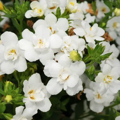 Бакопа махровая - BACOPA 'Double Blue' - Рассада цветов продажа в СПб
