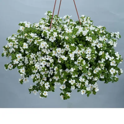 Бакопа Bacopa Double Snowball White | Flora Altay