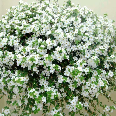 Бакопа Bacopa Double Indigo Blue вегетативная 1 | Flora Altay