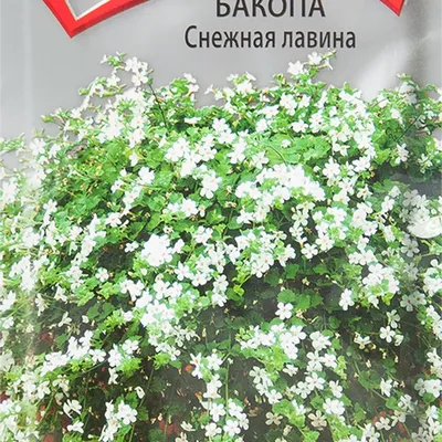 Бакопа «Сноутопия» - Питомник Веселый Садовник