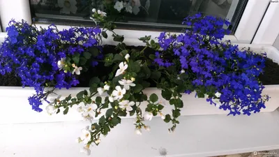 Александр Елецкий on Instagram: \"Бакопа махровая белая усердно осваивает  кашпо. Во время цветения эта красотка похожа на вологодские кружева.\"