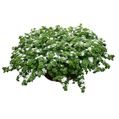 Бакопа Bacopa Double Snowball White | Flora Altay