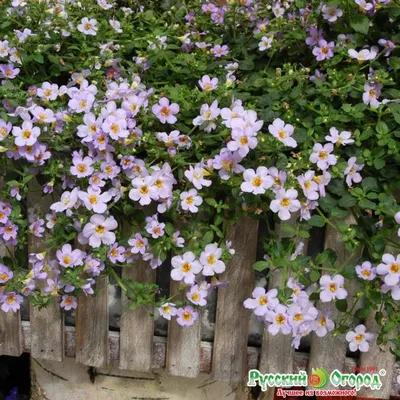 Бакопа ампельная (сутера) Bacopa speciosa 'Snowflake' - «Бакопа - самые  лестные отзывы. Балконное ампельное растение. Есть фото, посадка и уход,  неприхотливое, для подвесных кашпо.» | отзывы