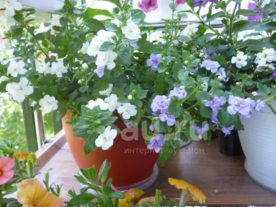 Бакопа \"Gulliver Pink\" ⋆ Cvetovod86