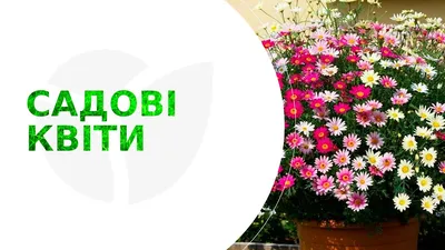 Семена Бакопа Ампельная Пинктопия 30 Мультидраже Pan American — Купить на  BIGL.UA ᐉ Удобная Доставка (1264629688)
