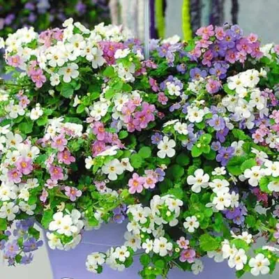 1007 Бакопа GULLIVER VIOLET (Весна 24) - купить в Москве в интернет-магазине