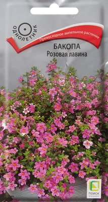 Удивительная бакопа! | PRO-САД Волгоград | Дзен