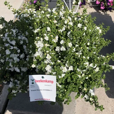 Бакопа махровая 'Double Snowball White' ⋆ Cvetovod86