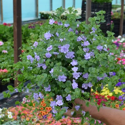 Бакопа махровая - BACOPA 'Double Snowball White' - Рассада цветов продажа в  СПб