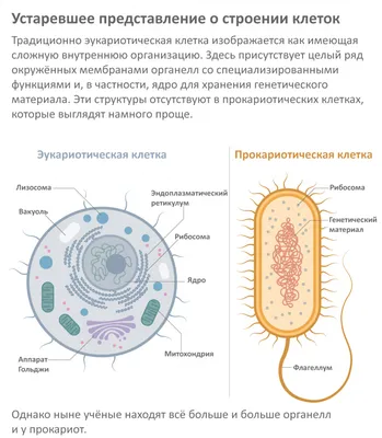 Бактерии под микроскопом, полезные и опасные бактерии - 7 октября 2019 -  59.ru