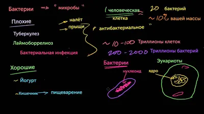 Красные Бактерии — стоковые фотографии и другие картинки Бактерия - Бактерия,  Без людей, Болезнь - iStock