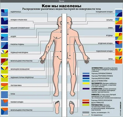 Бактерии, бактерии, микробы Иллюстрация вектора - иллюстрации насчитывающей  цветасто, природа: 179927471