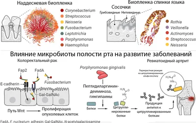 Взаимосвязи между микробиомами полости рта и кишечника