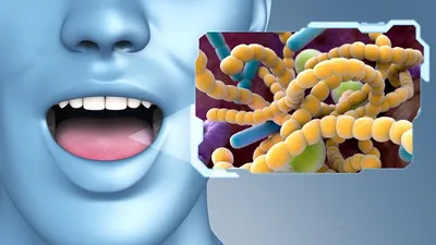 Микробиота полости рта и здоровье